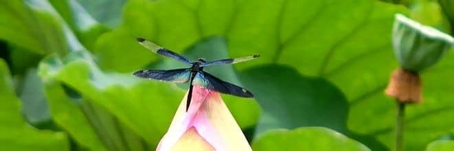 蓮の花にとまるトンボ