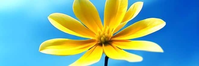 黄色の花と青空